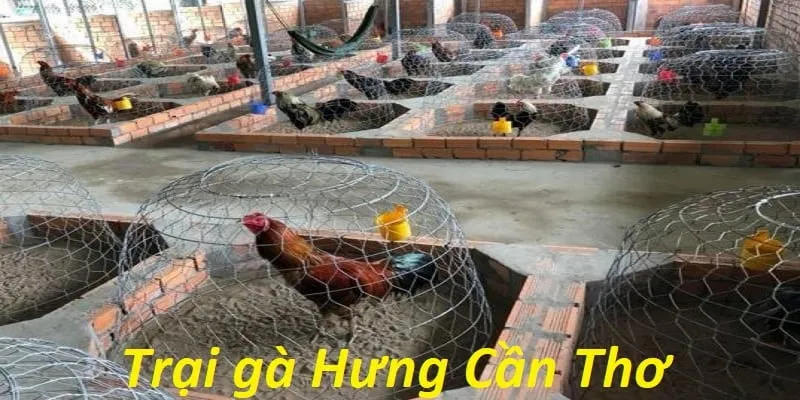 Thông tin về trại gà Hưng Cần Thơ