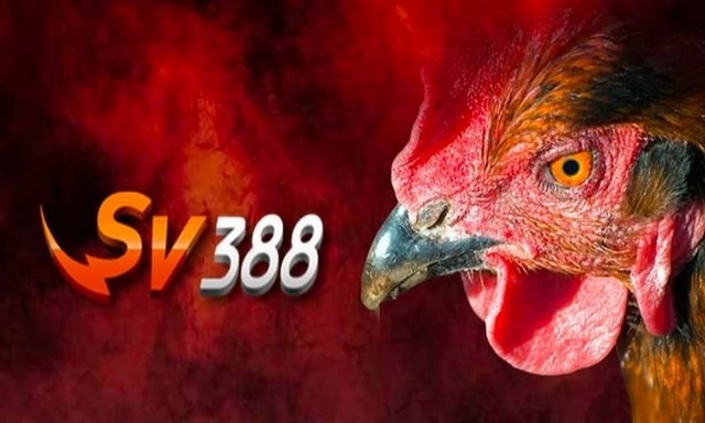 SV388 là trang cá cược đá gà online uy tín lâu năm